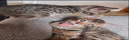 Bengal cats for sale: Bengal mix Kittens - Advert 4