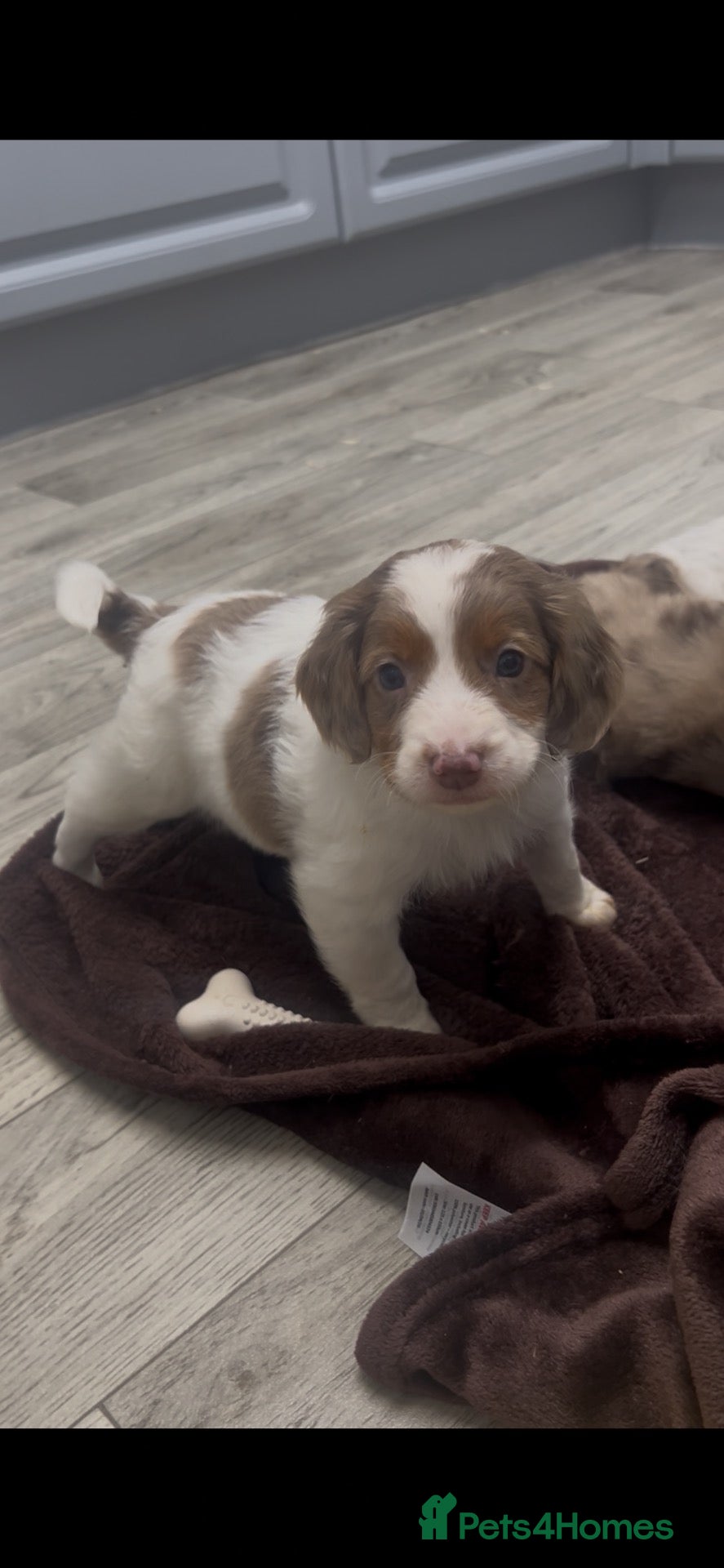 Cockapoo dogs for sale: Unique cockapoo puppies  - Advert 8