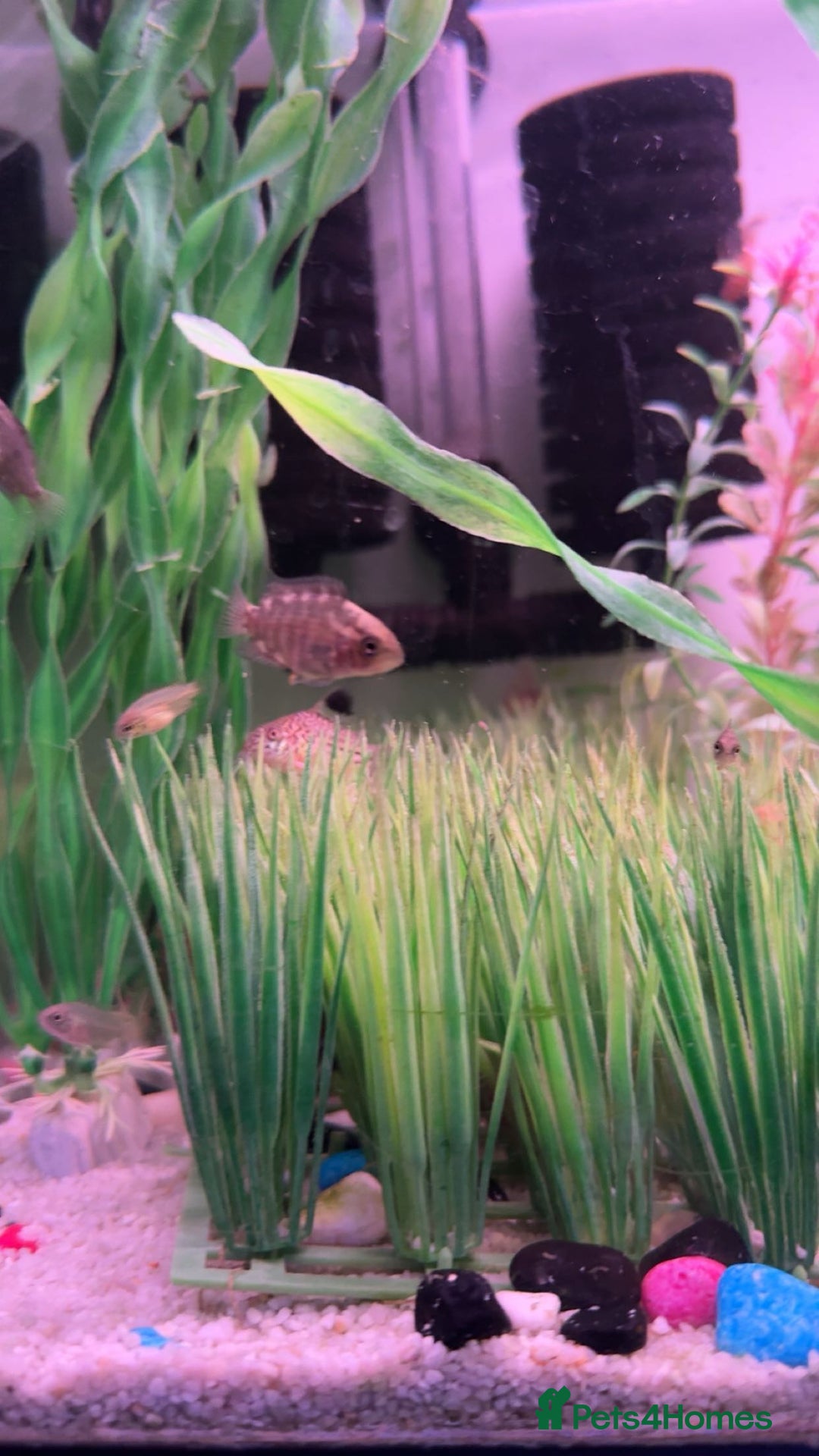 Cichlids fish for sale: Young chocolate Chiclids And yellow labs  - Advert 2
