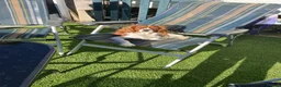 Cavalier King Charles Spaniel dogs for stud: Cavalier King Charles Spaniel Dogs for stud - Advert 2