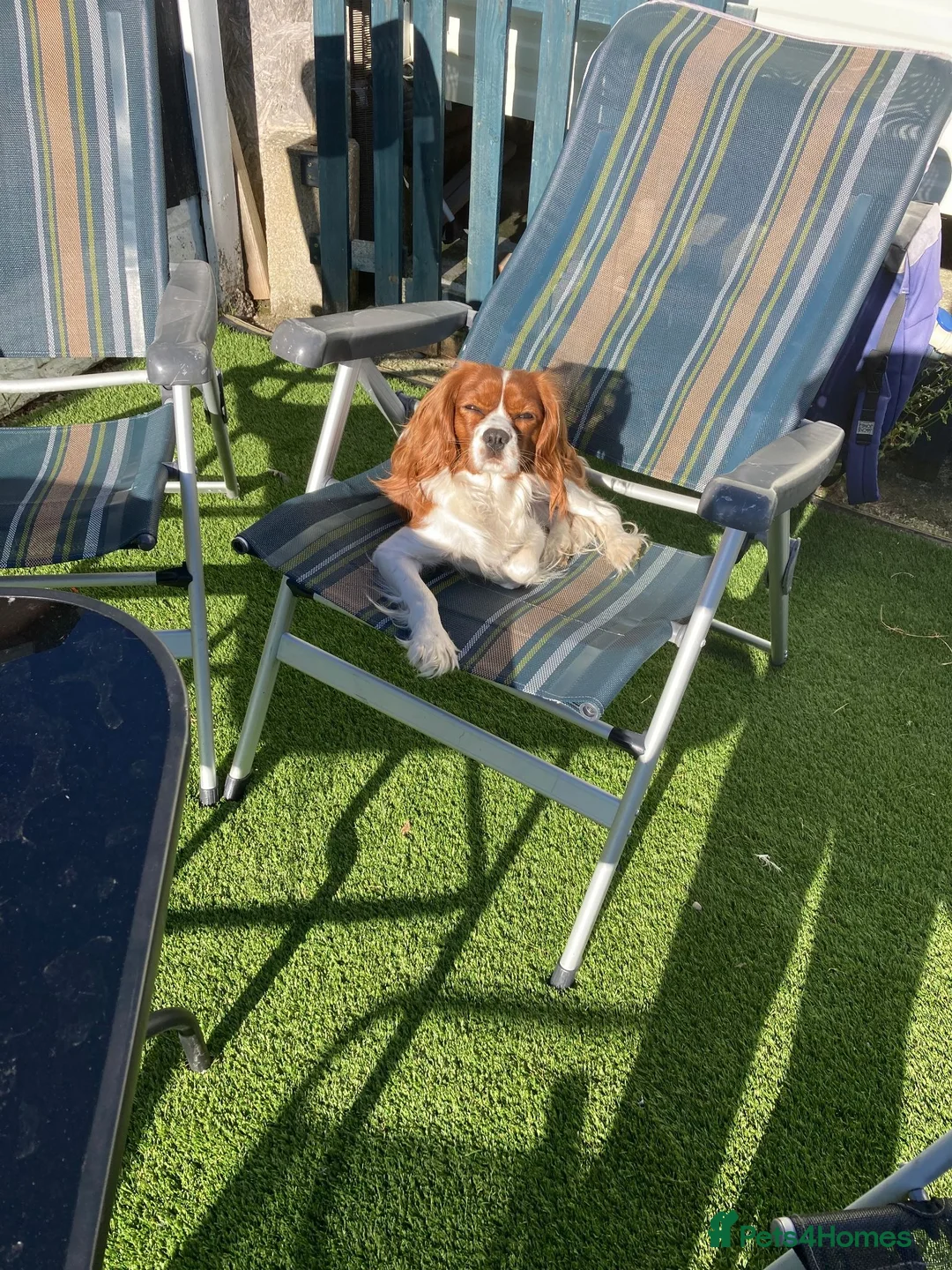 Cavalier King Charles Spaniel dogs for stud: Cavalier King Charles Spaniel Dogs for stud - Advert 2