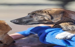 Mixed Breed dogs for adoption: Rosemary - Sweet & Calm - Image 6