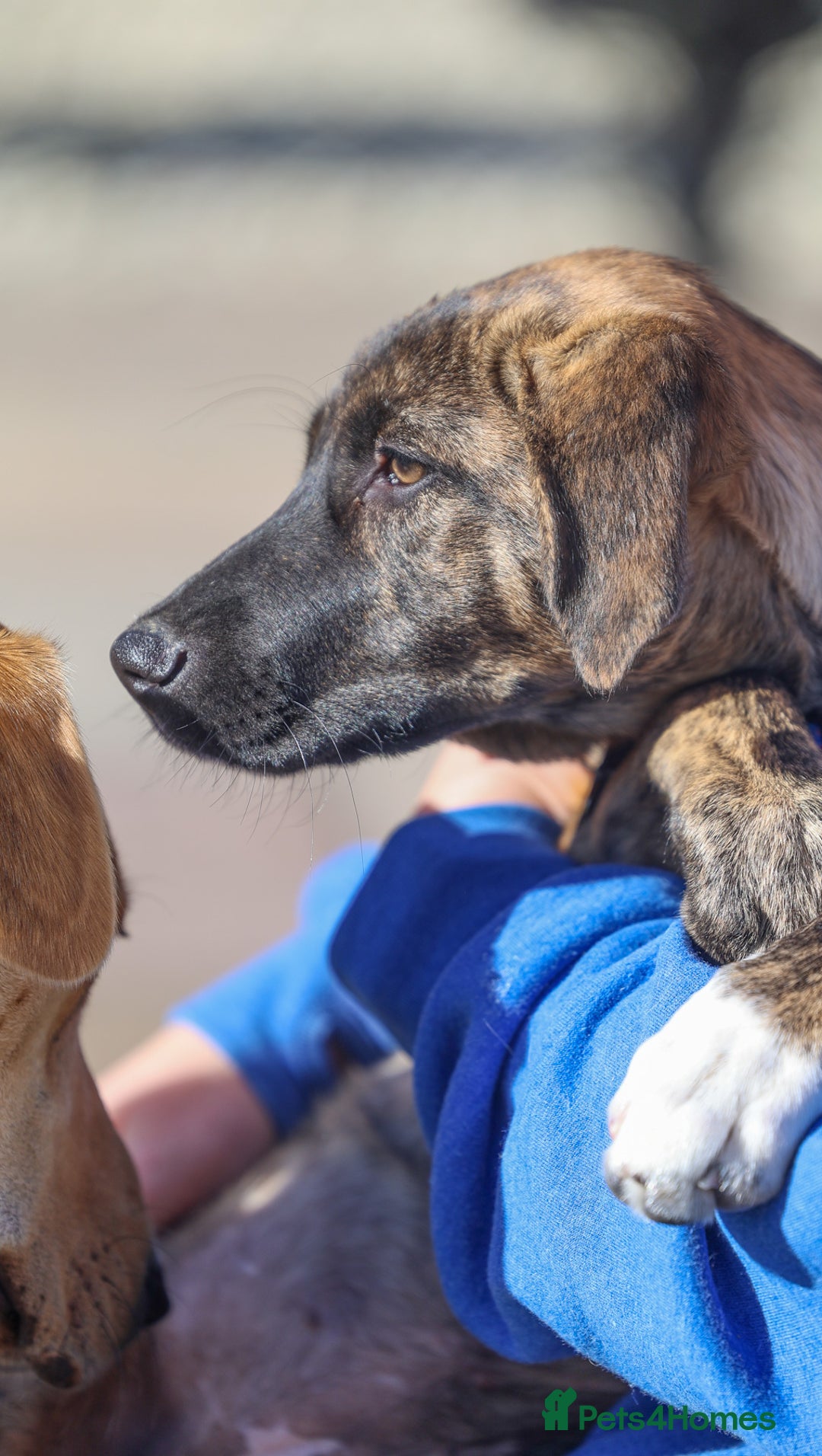 Mixed Breed dogs for adoption: Rosemary - Sweet & Calm - Image 6