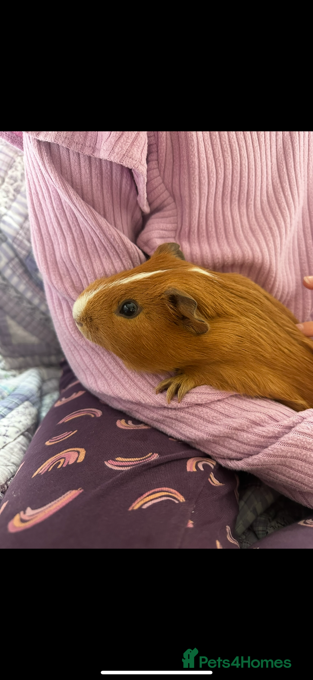 Guinea Pig rodents for sale: Sweet guinea pig boys for sad rehome  - Image 5