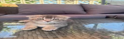 Scottish Fold cats for sale: ✨ Kittens Looking for Forever Homes ✨ - Advert 3