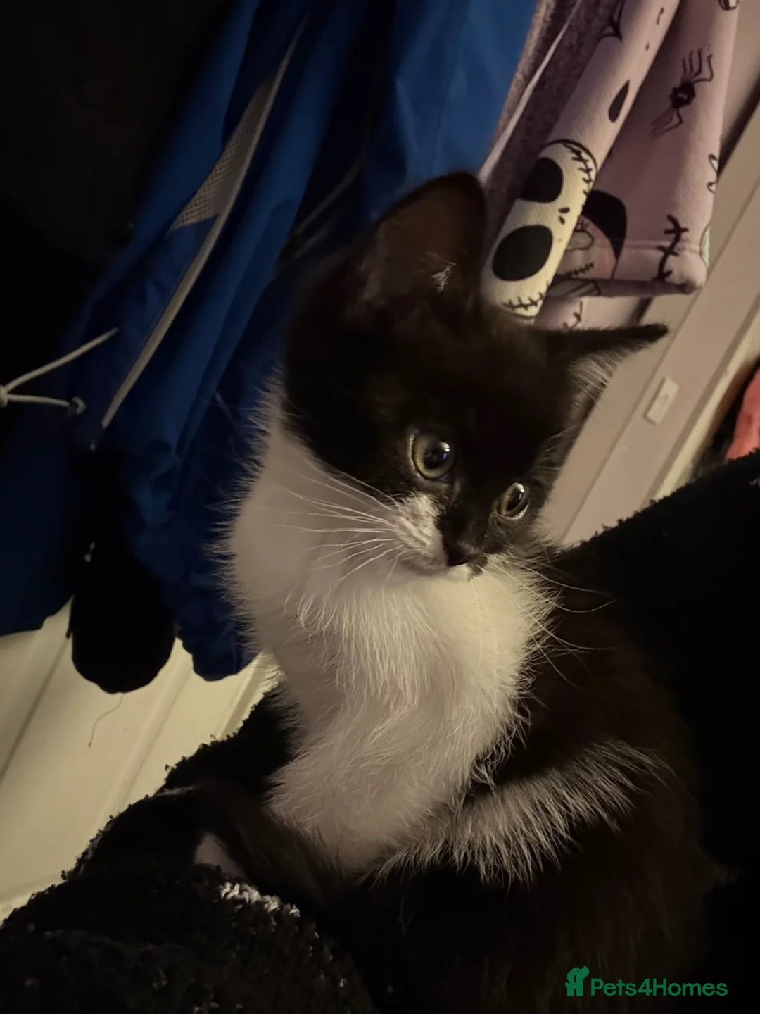 Mixed Breed cats for sale: Black and white long hair cross - Advert 1
