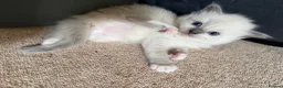 Ragdoll cats for sale: Pure ragdoll kittens  in Bristol - Advert 4
