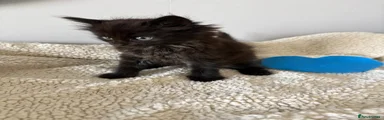 Mixed Breed Kitten 2