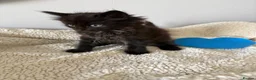 Mixed Breed cats for sale: Beautiful kittens - Advert 5