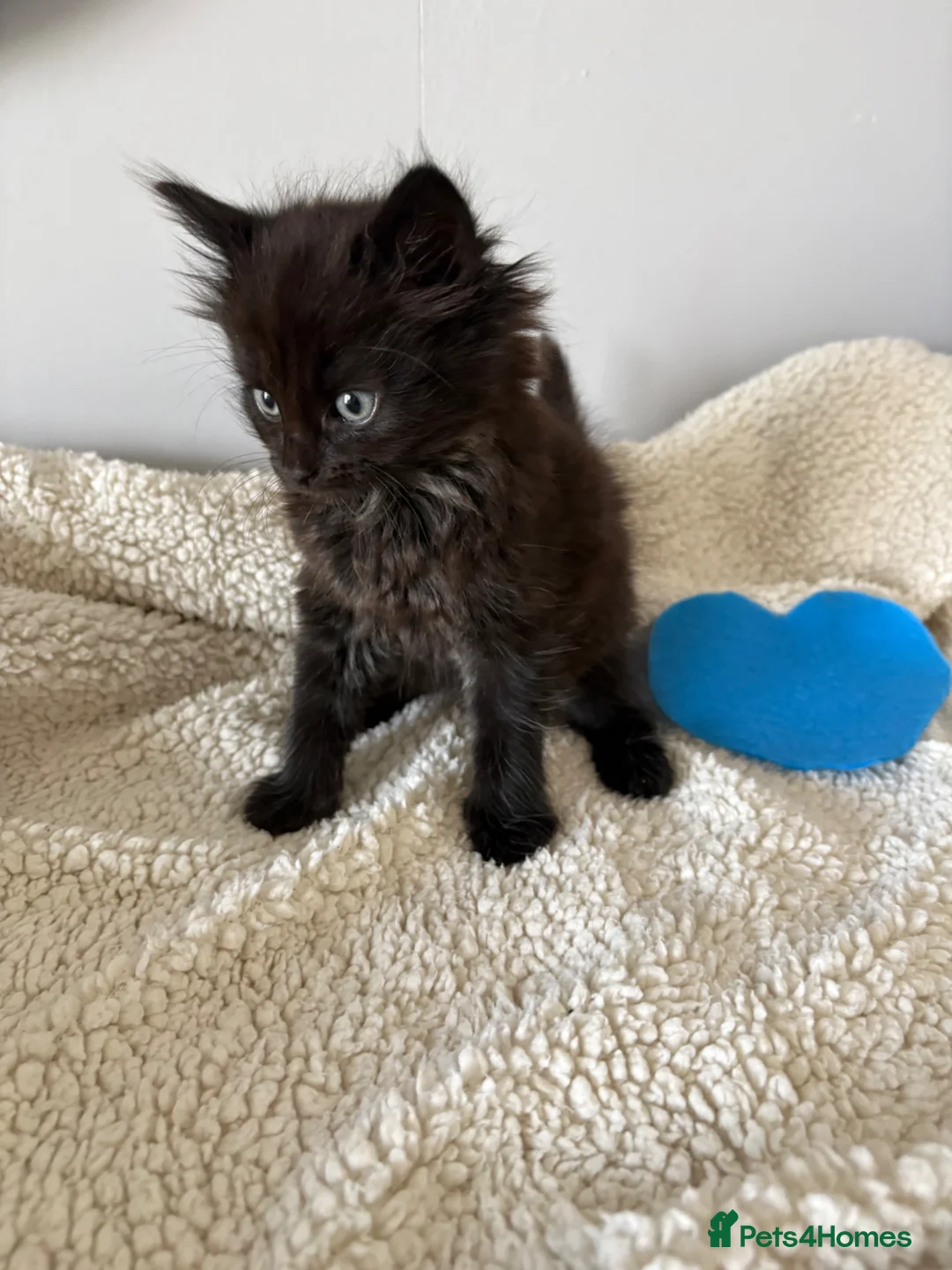 Mixed Breed cats for sale: Beautiful kittens - Advert 5