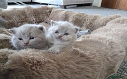 British Shorthair cats for sale: 4 British shorthair kittens in Bingley - Image 14
