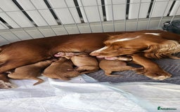 Cocker Spaniel dogs for sale: Working cocker puppies - Image 1