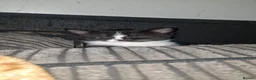 Mixed Breed cats for sale: Persian cross british short-hair kittens for sale - Advert 11