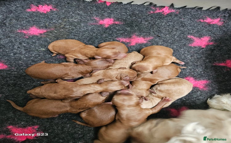 Mixed Breed dogs - Advert 2