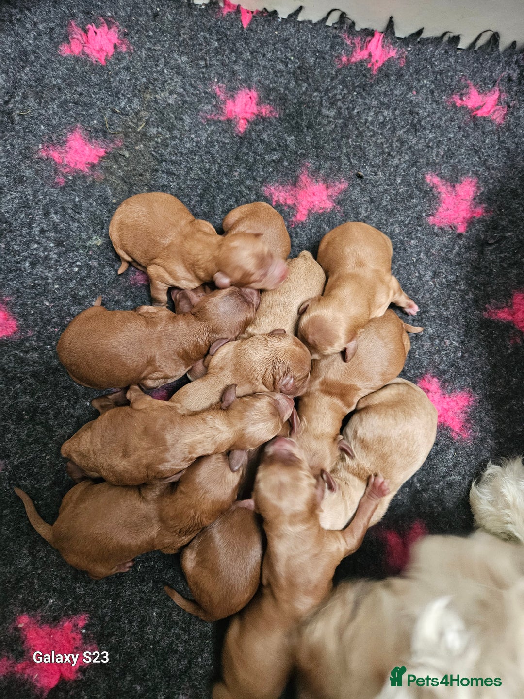 Mixed Breed dogs for sale: FULLY HEALTH TESTED FOX RED MINIATURE COCKAPOOS  - Image 1