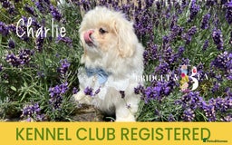 Pekingese dogs for sale: 💙WHITE CREAM BOY💙 - Image 5