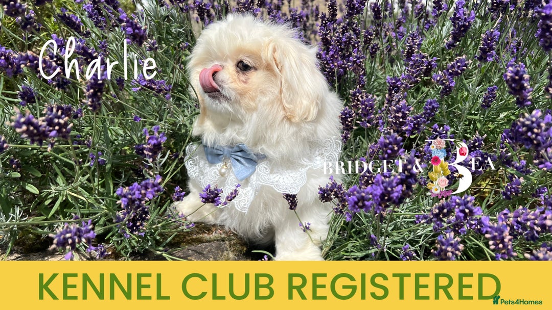 Pekingese dogs for sale: 💙WHITE CREAM BOY💙 - Image 5