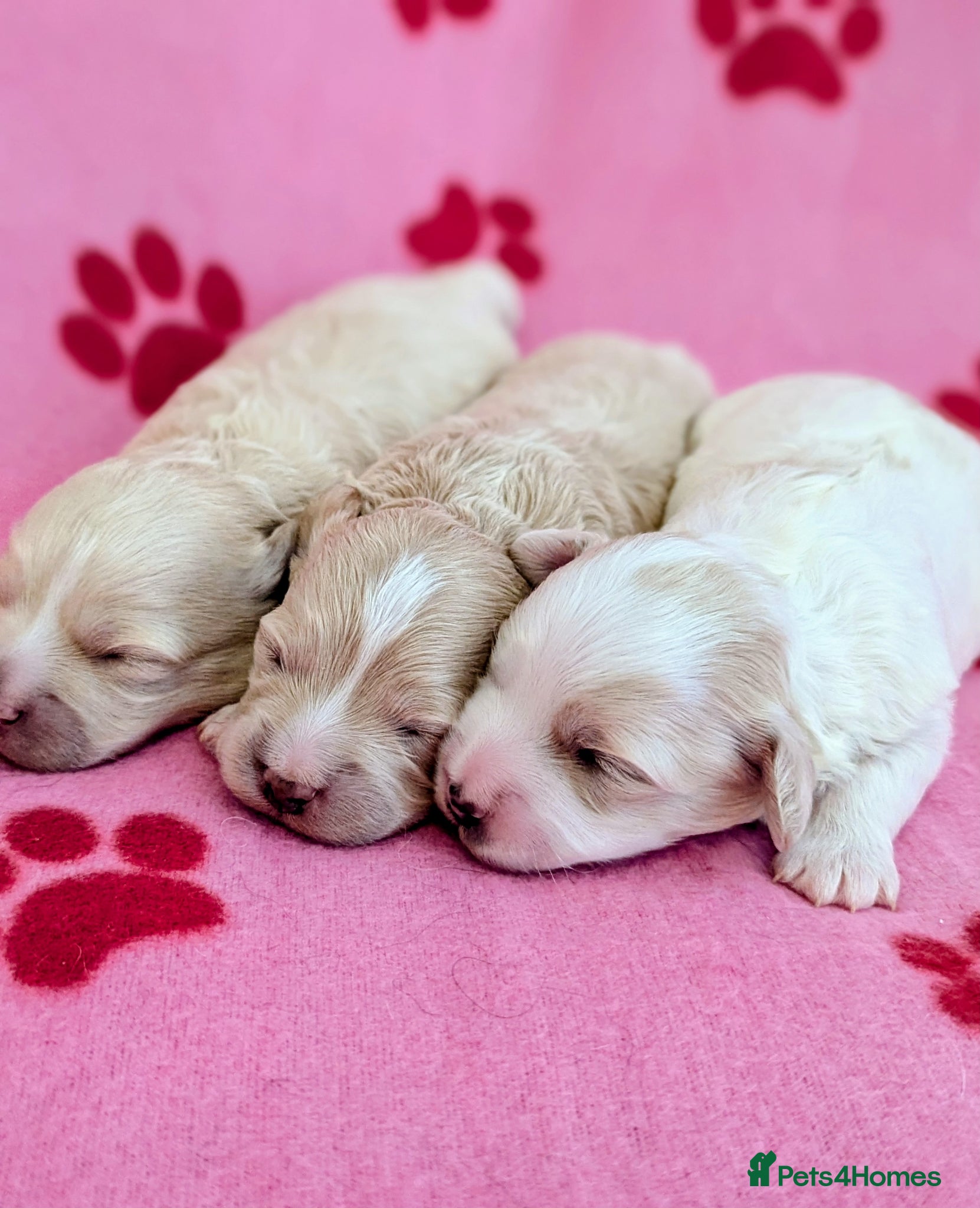 Maltipoo dogs Toy Maltipoo puppies - DNA health tested parents! - Advert 2