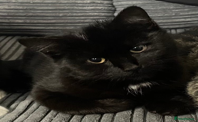 Domestic Shorthair cats - Advert 15