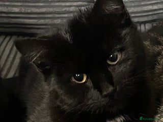 Domestic Shorthair cats for sale - Advert 1