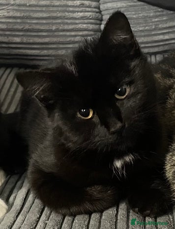 Domestic Shorthair cats - Advert 1