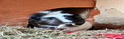 Guinea Pig rodents for sale: X2 Female Guinea pigs 2 years old  in Glasgow - Advert 14
