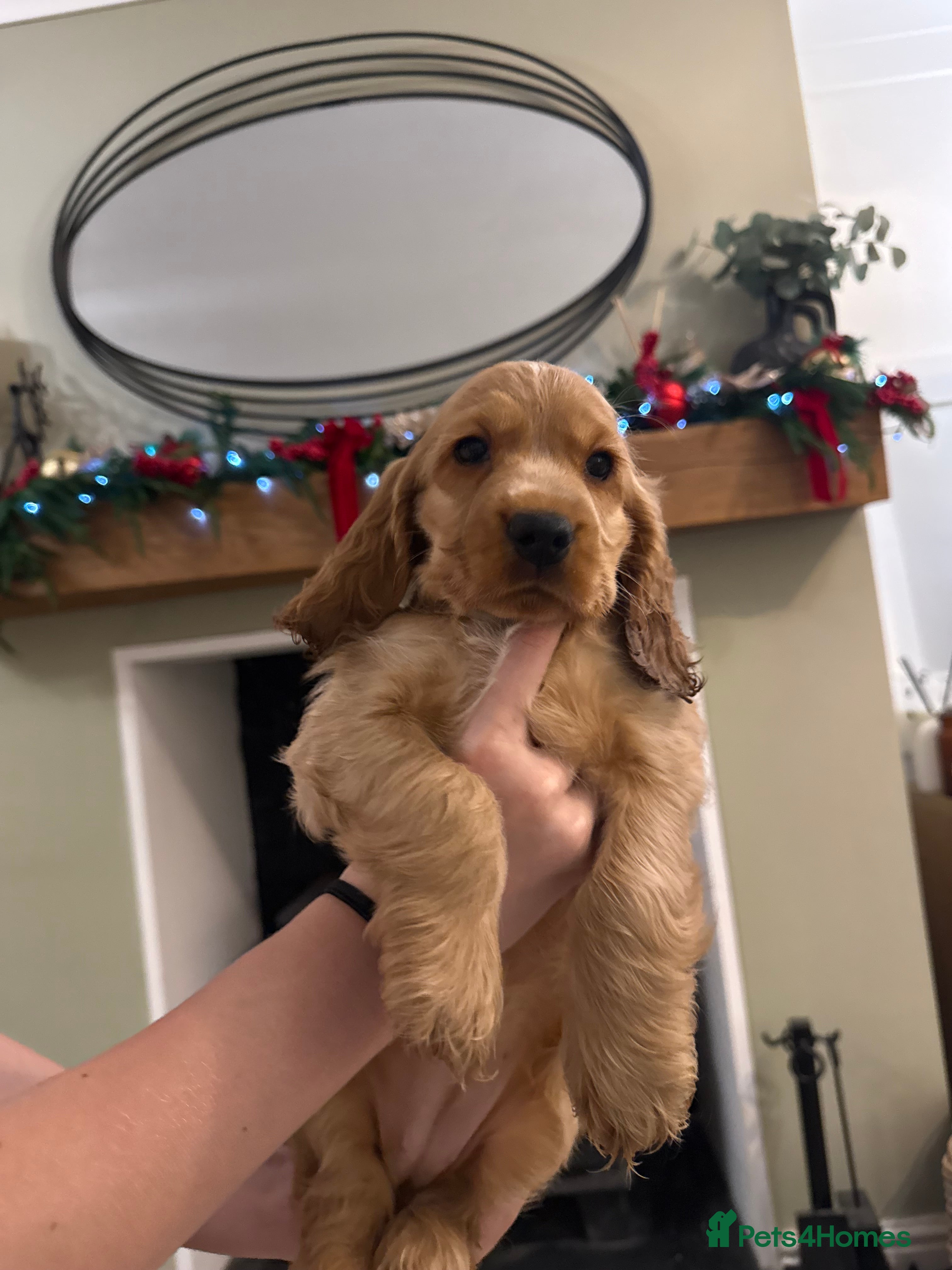 Cocker Spaniel dogs READY NOW. 5* OUTSTANDING KC SHOW COCKER SPANIELS✨ - Advert 3