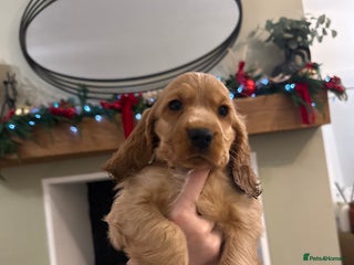 Cocker Spaniel dogs READY NOW. 5* OUTSTANDING KC SHOW COCKER SPANIELS✨ - Advert 3