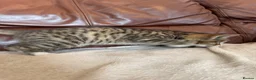 Mixed Breed cats for sale: Beautiful kittens  - Advert 6