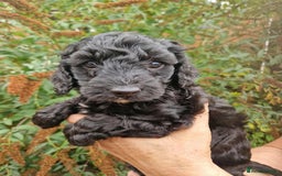 Cockapoo dogs for sale: 5 STAR FULLY DNA HEALTH TESTED F1B COCKAPOOS - Image 9