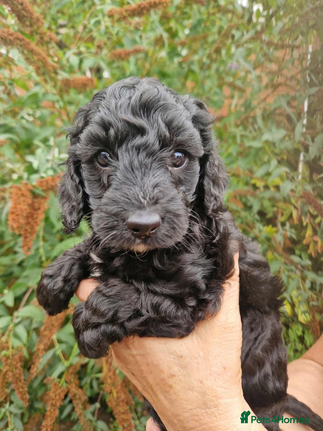 Cockapoo dogs for sale: 5 STAR FULLY DNA HEALTH TESTED F1B COCKAPOOS - Image 9