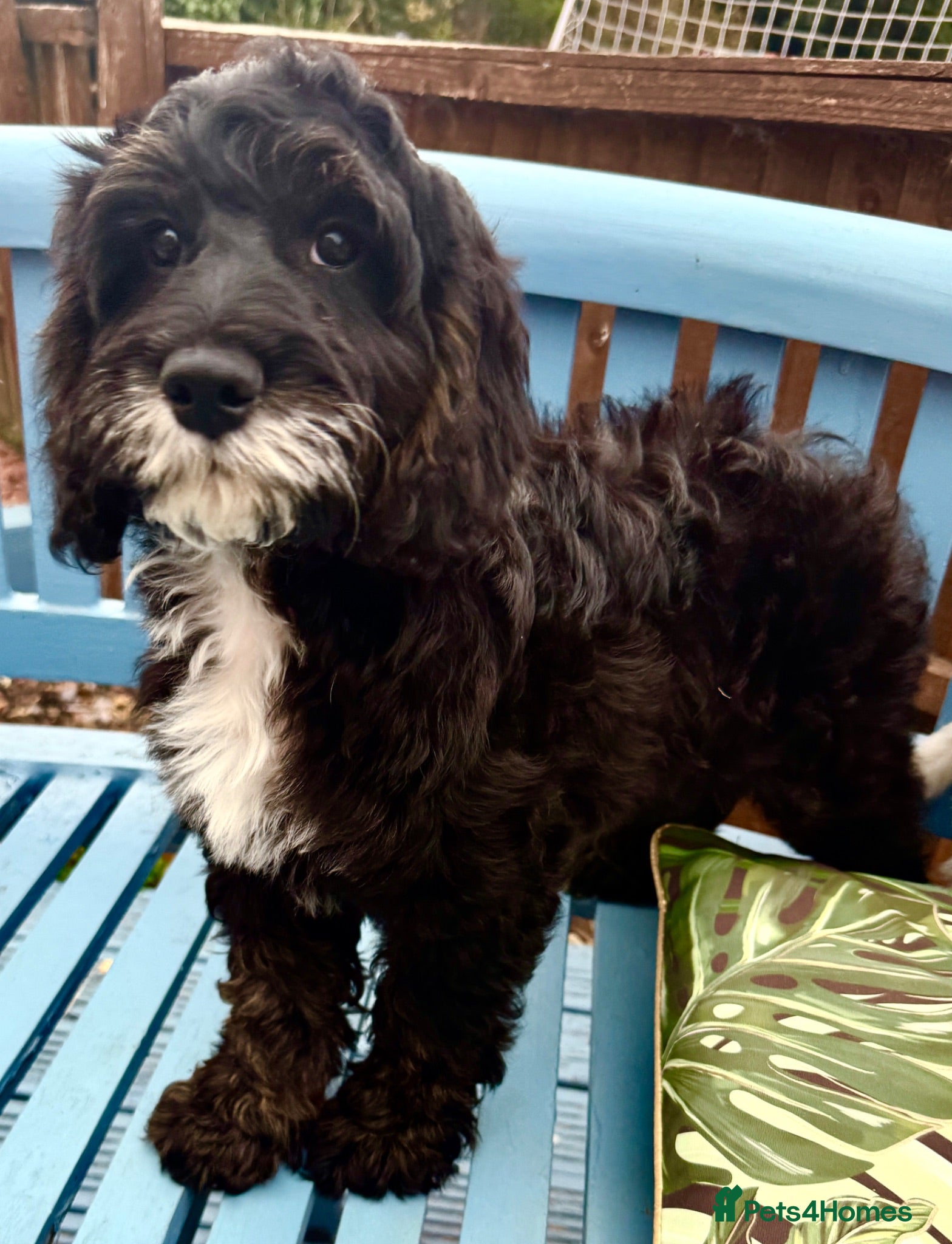Cockapoo dogs Gorgeous F1 cockapoo puppies  - Advert 1