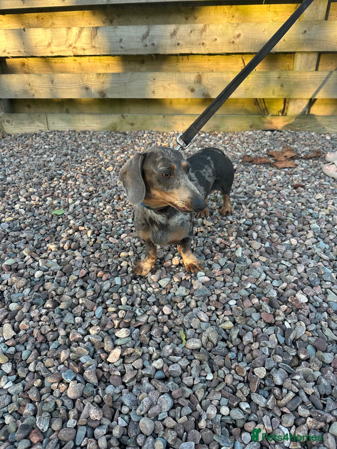 Miniature Dachshund dogs for sale: Miniature dachshund  - Image 15