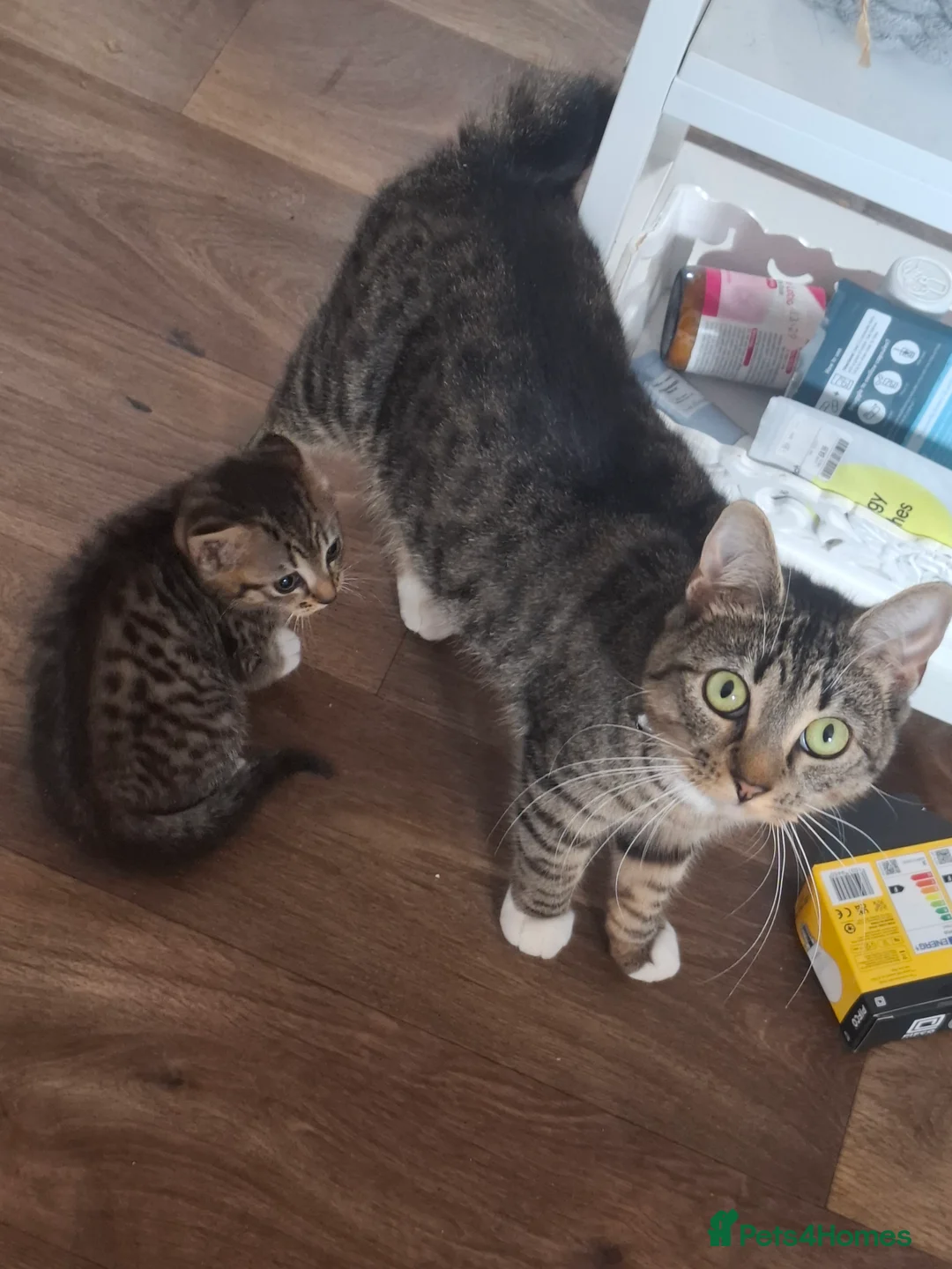 Mixed Breed cats for sale: 8 week old part bengal tabby female in Hinckley - Advert 2