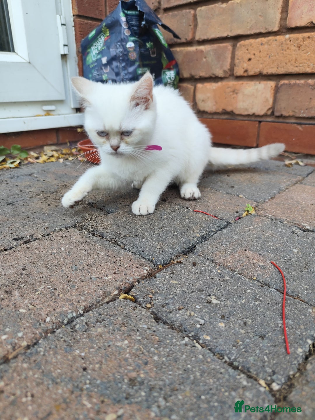 British Shorthair cats for sale: British short hair pure breed - Image 18