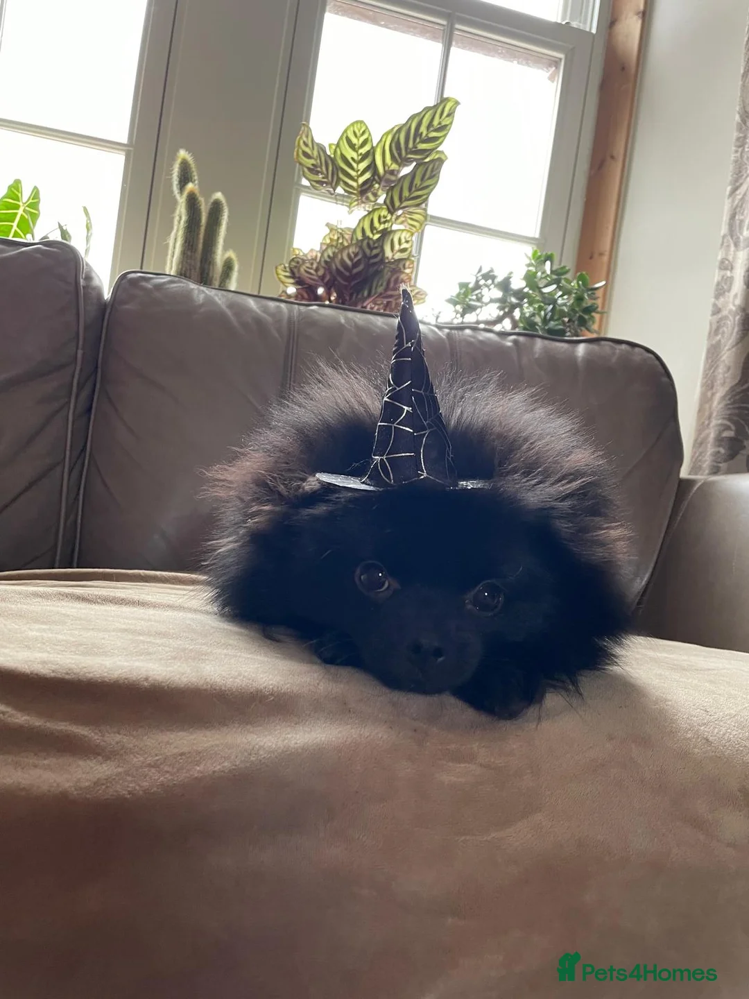 Pomeranian dogs for sale: Pominarian  - Advert 1