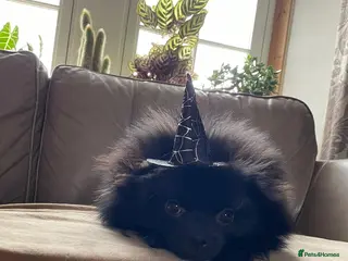 Pomeranian dogs Pominarian - Advert 1