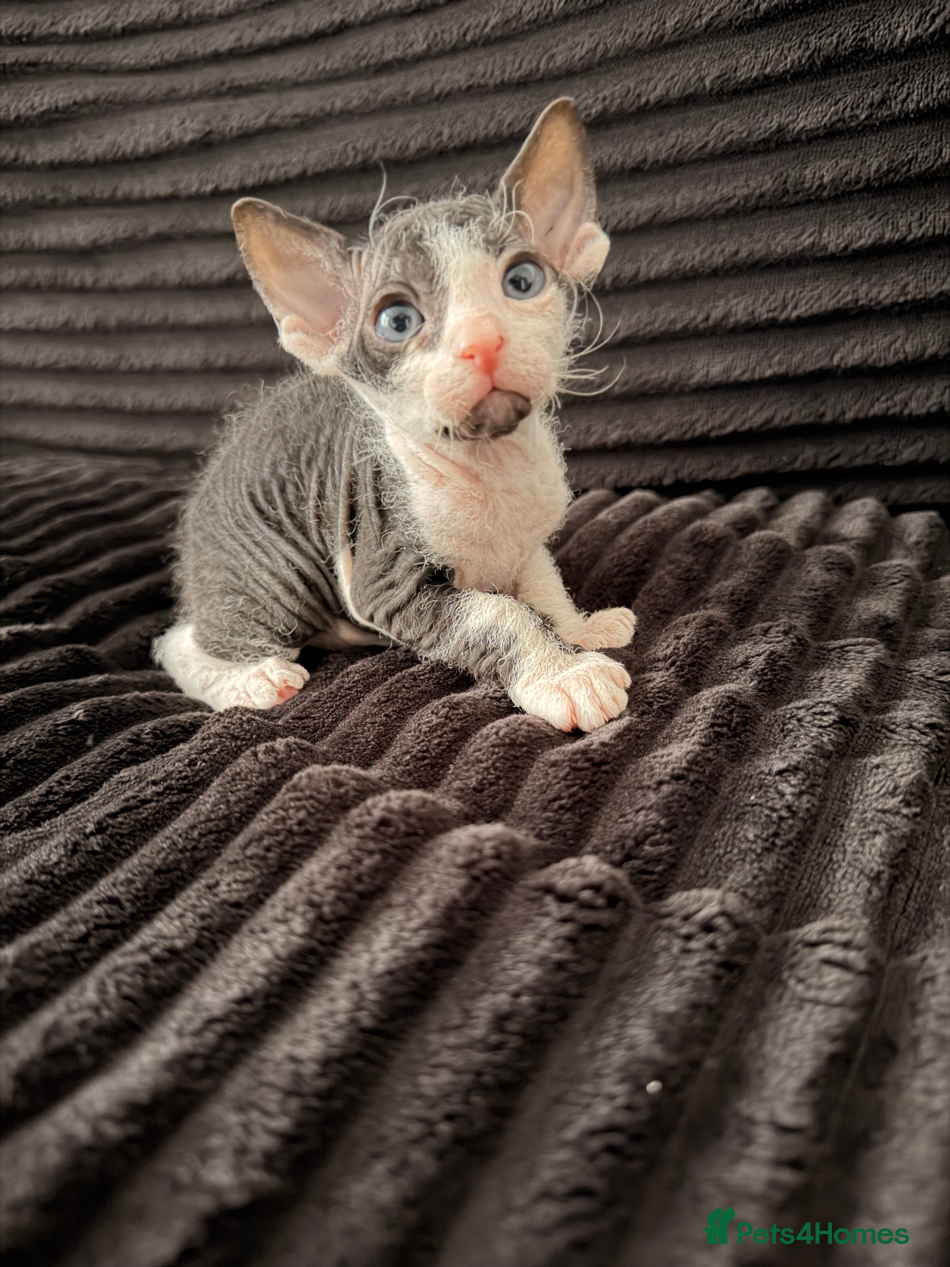 Sphynx cats Beautiful Sphynx kittens 🩵🩷 🐾  - Advert 5