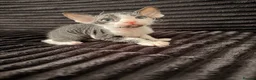 Sphynx cats for sale: Beautiful Sphynx kittens 🩵🩷 🐾  - Advert 1