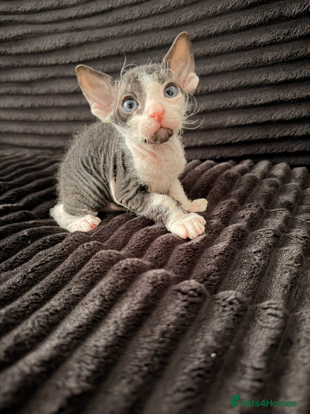 Sphynx cats for sale: Beautiful Sphynx kittens 🩵🩷 🐾  - Advert 1