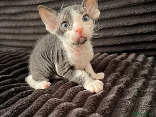 Sphynx cats Beautiful Sphynx kittens 🩵🩷 🐾 - Advert 5