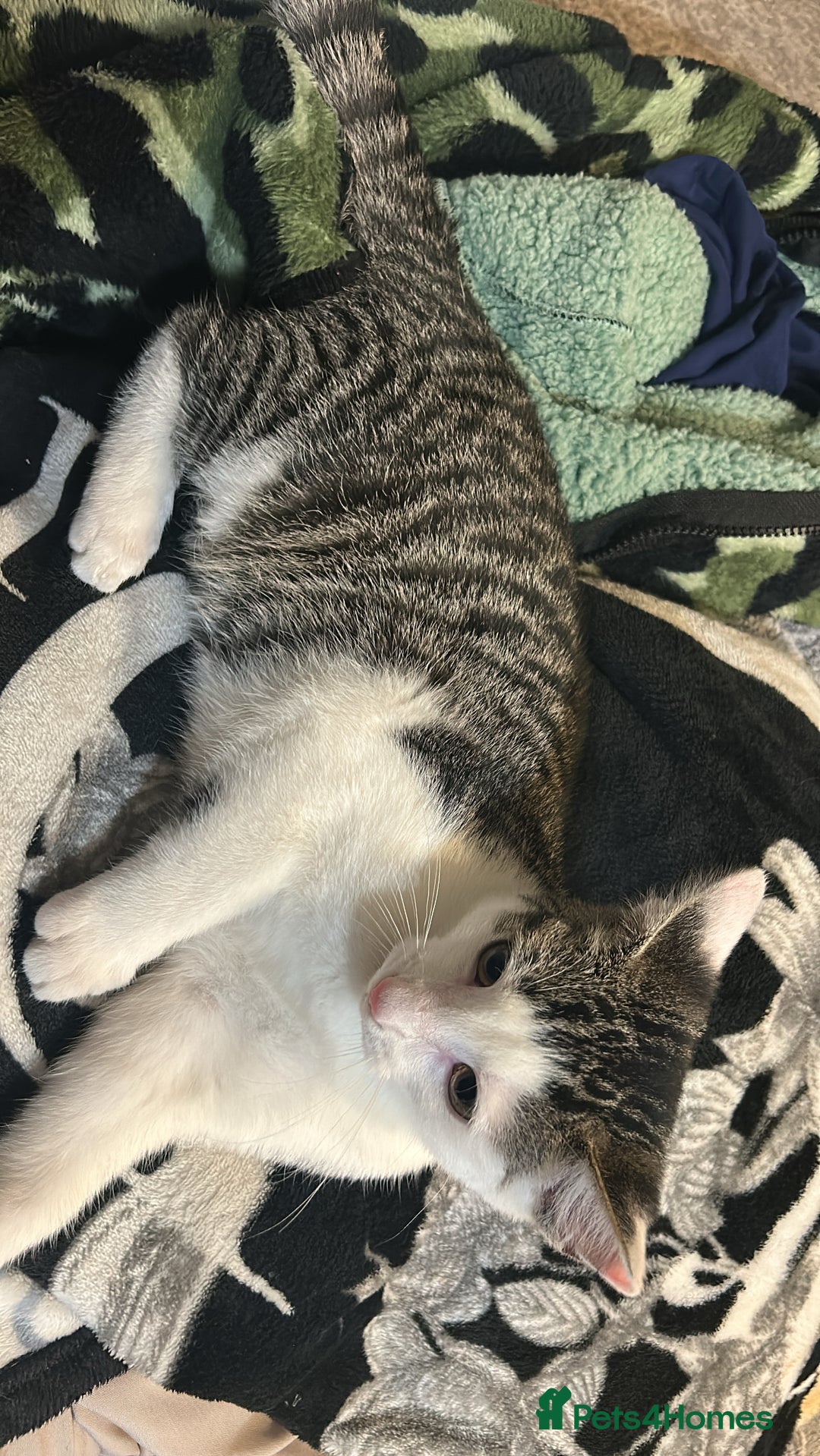 Domestic Shorthair cats for sale: Shorthair - Kitten  - Advert 2