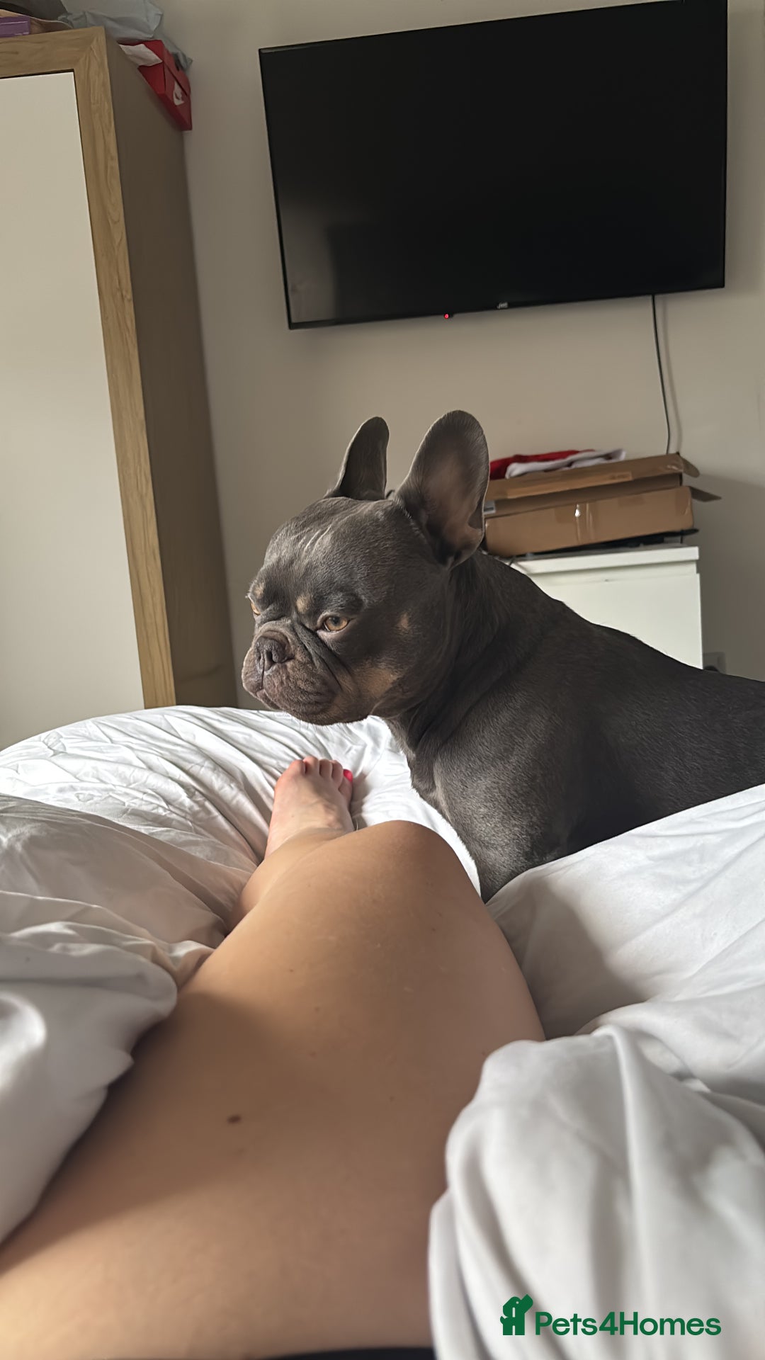 French Bulldog dogs for stud: Blue and Isabella French bulldog  - Image 4