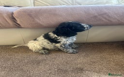 Cockapoo dogs for sale: fabulous cockapoo puppies - Image 8