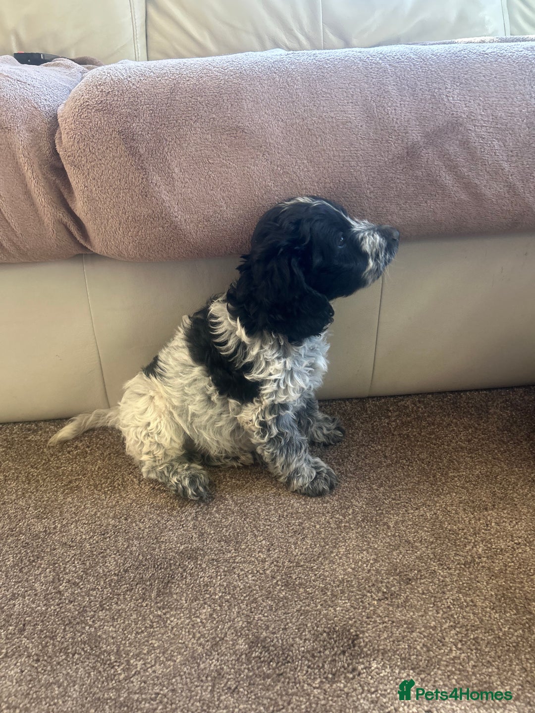 Cockapoo dogs for sale: fabulous cockapoo puppies - Image 8