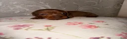 Dachshund dogs for sale: Dachshund  - Advert 21