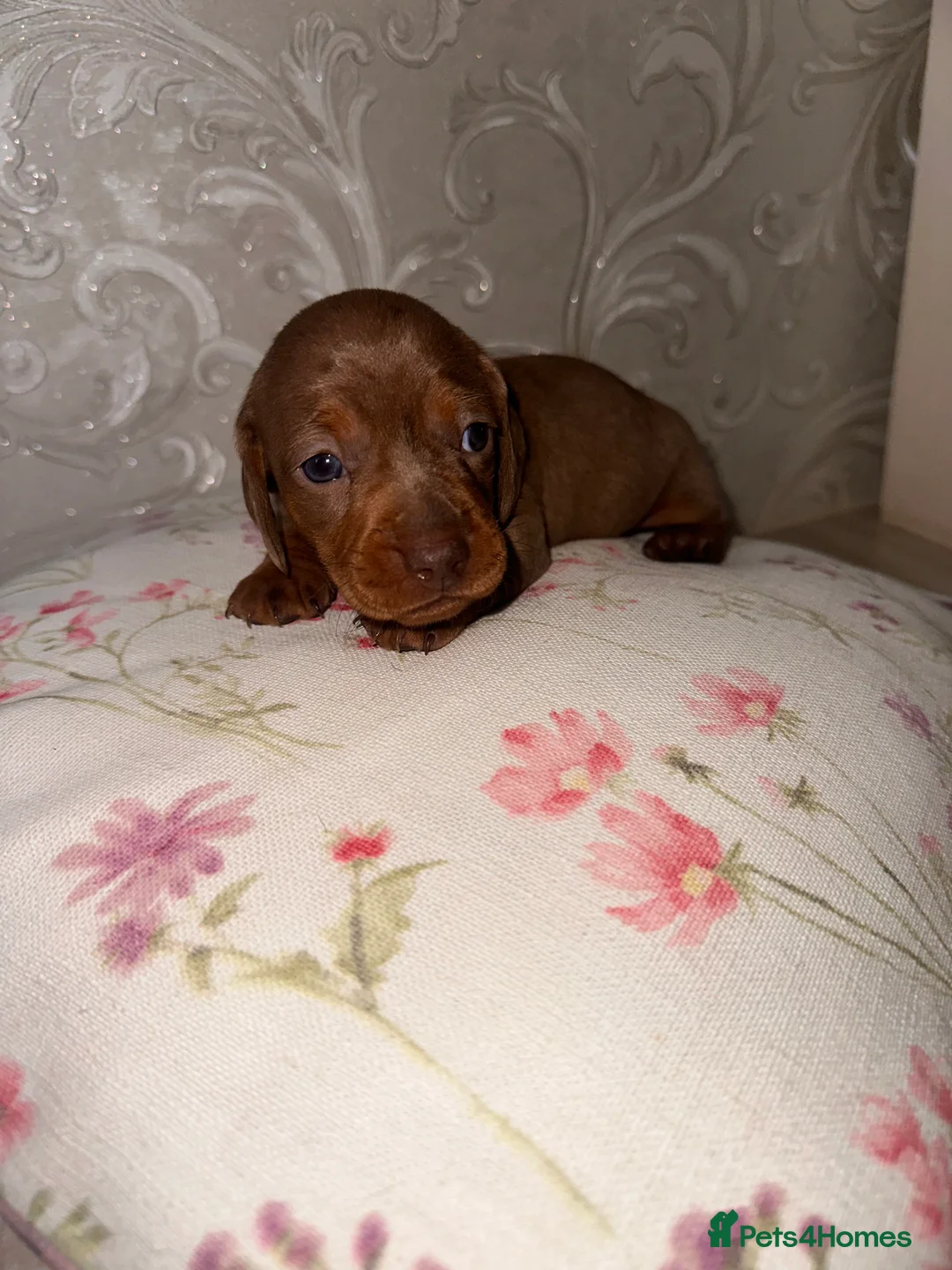 Dachshund dogs for sale: Dachshund  - Advert 21