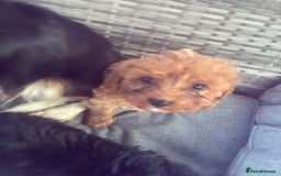 Cavapoo dogs for sale: Beautiful cavapoos  - Image 5
