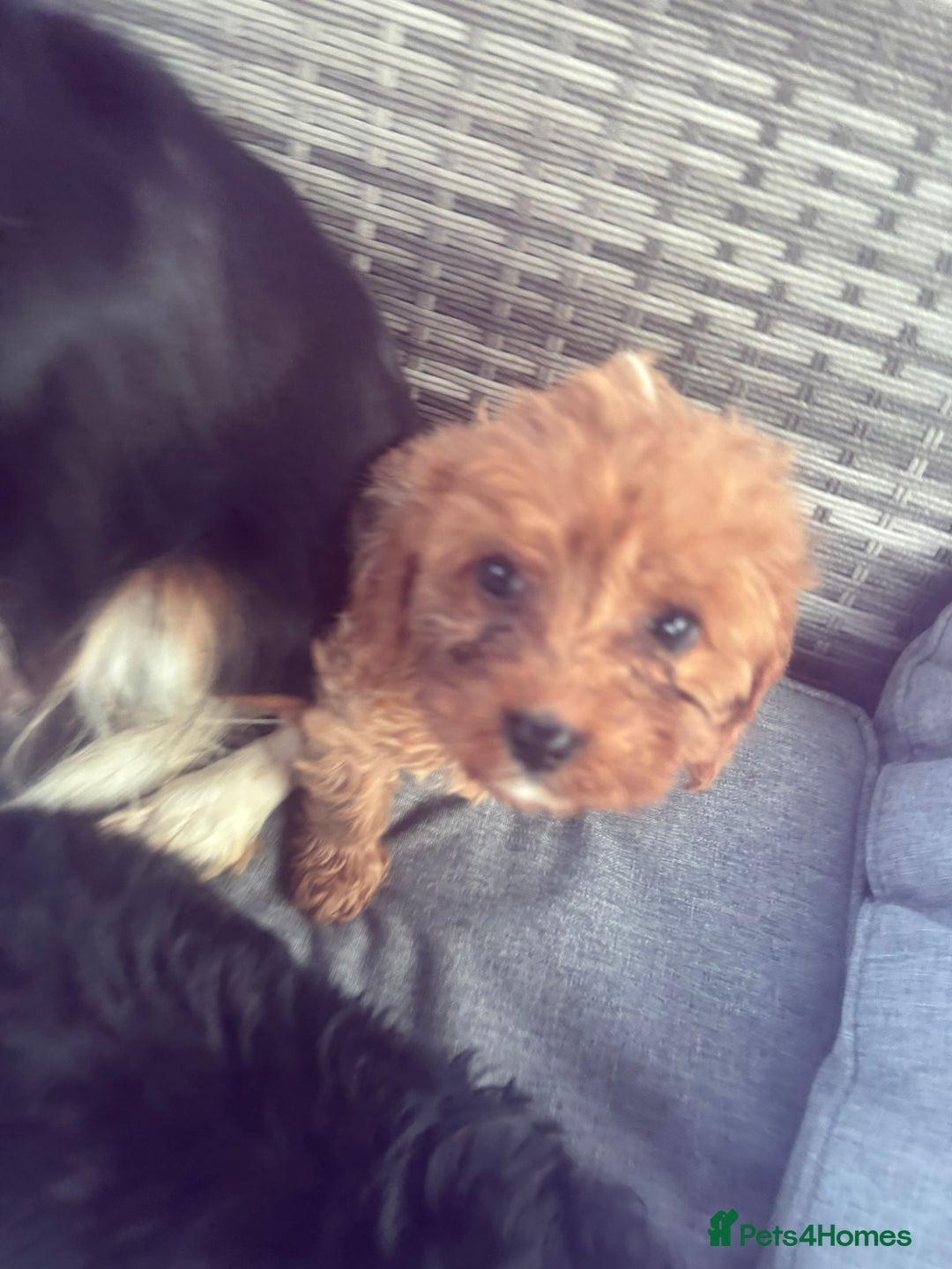Cavapoo dogs for sale: Beautiful cavapoos  - Image 5