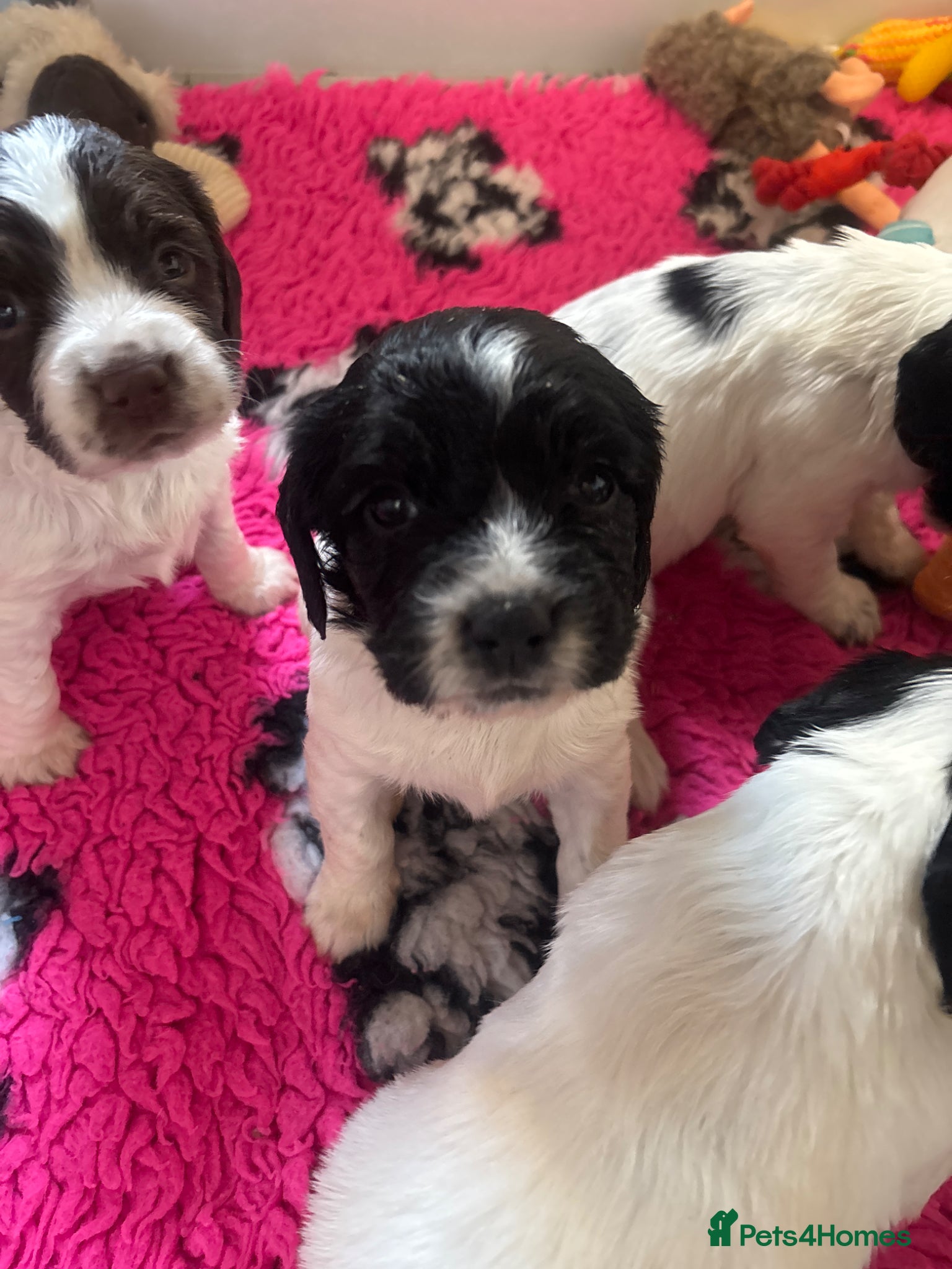 English Springer Spaniel dogs KC REG WELL REARED LITTER - Advert 1